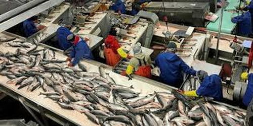 阿拉斯加海鮮加工廠疫情暴發(fā) 96名員工確診新冠肺炎，海產(chǎn)品加工安全引關(guān)注